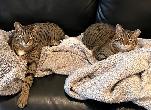 Two tabby cats lounging on a soft blanket, looking judgementally at the camera