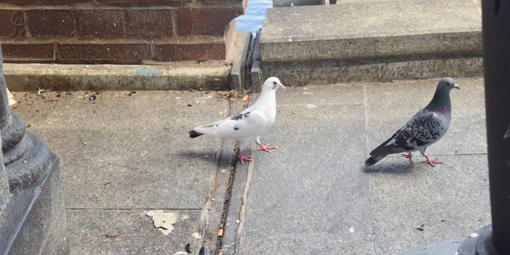 An albino pidgeon behind a normal one as found on Oberbaumbrücke in Berlin. Photo by Xe Iaso, 2023.